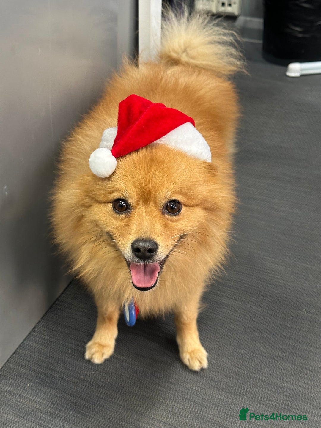 German Spitz dogs for stud: German Spitz Stud - Advert 5