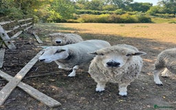 Sheep livestock for sale: 4 friendly wether pet sheep  - Image 3