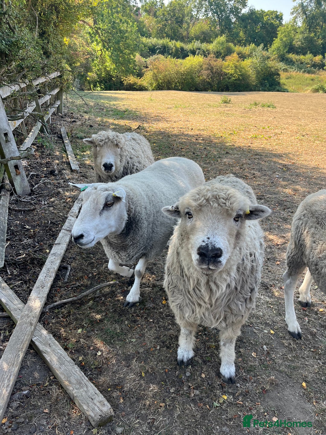 Sheep livestock for sale: 4 friendly wether pet sheep  - Image 3