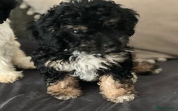 Cavapoo dogs for sale: Cavapoo female puppy - health tested - Image 4