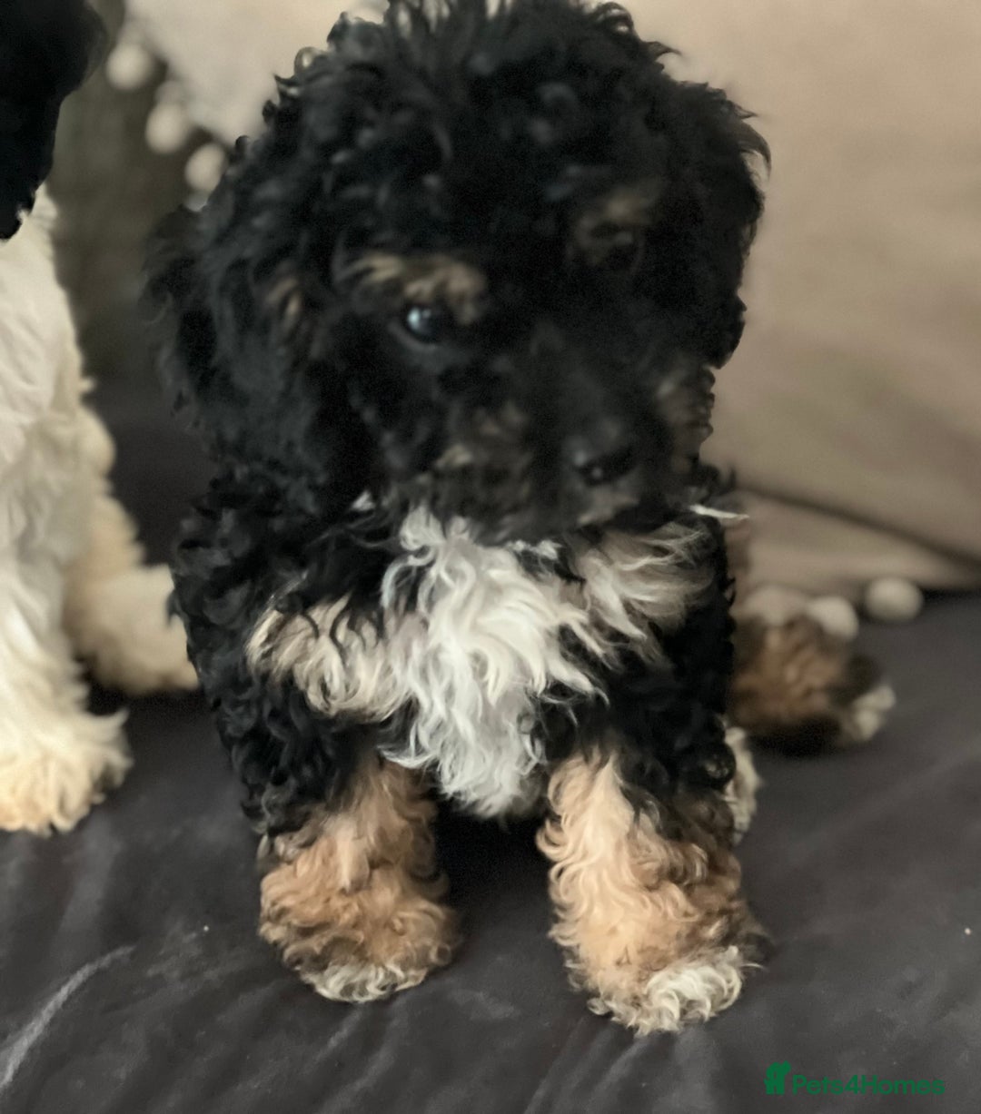 Cavapoo dogs for sale: Cavapoo female puppy - health tested - Image 4