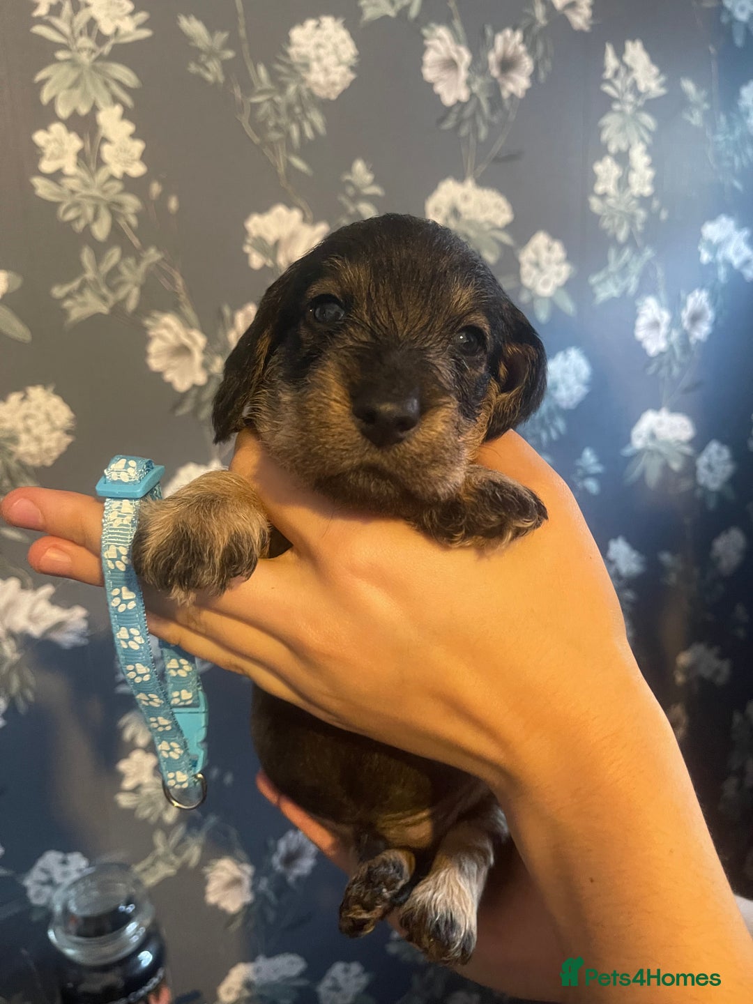 Dachshund dogs for sale: Kc registered standard wirehaired dachshund  - Image 10