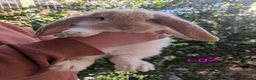 French Lop rabbits for sale: Beautiful French lops  - Advert 4