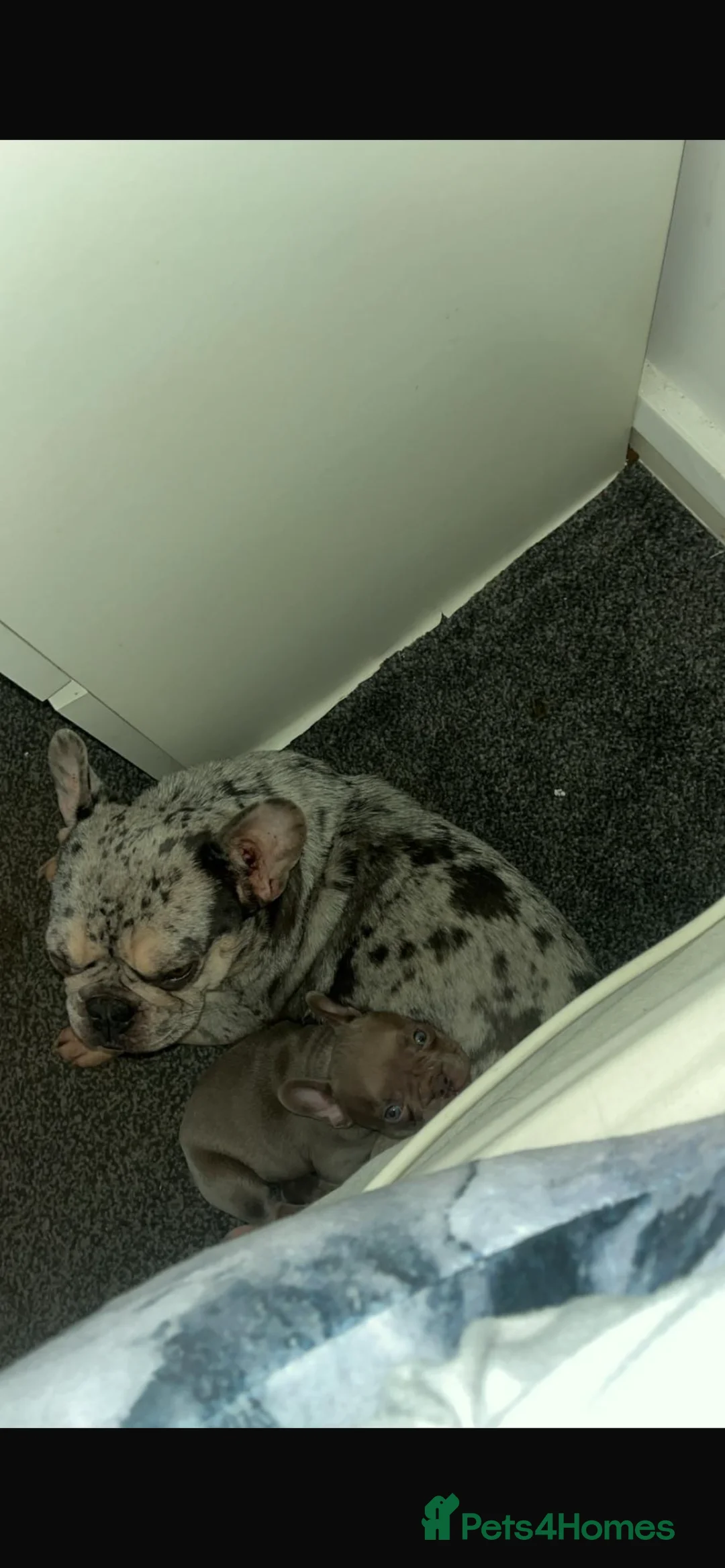 French Bulldog dogs for sale: Beautiful french bulldog puppy  - Advert 2