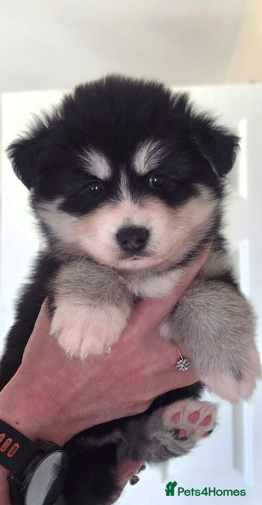 Pomsky dogs Gorgeous Pomsky  - Advert 11