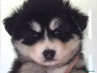Pomsky dogs Gorgeous Pomsky - Advert 11