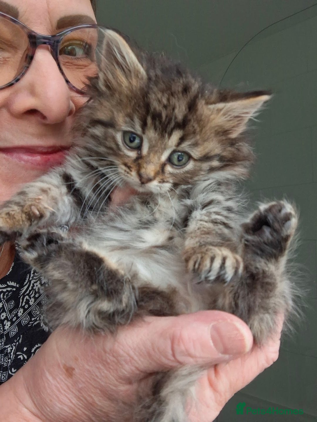 Ragdoll cats for sale: Beautiful Bengal/Ragdoll Male Kitten - Image 5