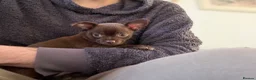 Chihuahua dogs for sale: Beautiful Chihuahua Pups - Last Puppy - Advert 6