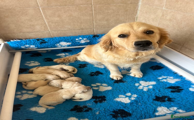 Golden Retriever dogs - Advert 4