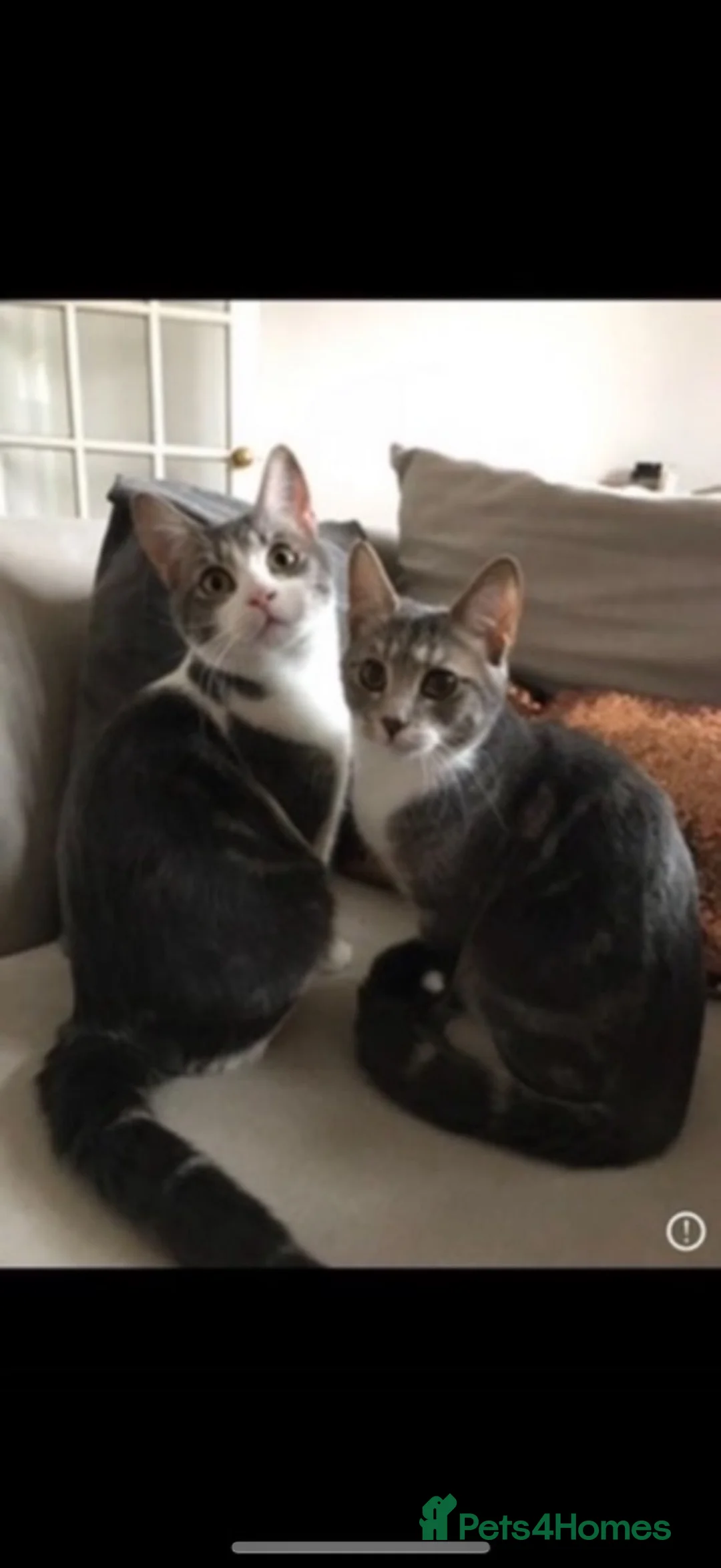 British Shorthair cats for sale: British short hair cross kittens - Advert 2