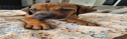 Rhodesian Ridgeback dogs for sale: KC Registered Rhodisian Ridgebacks  - Advert 18