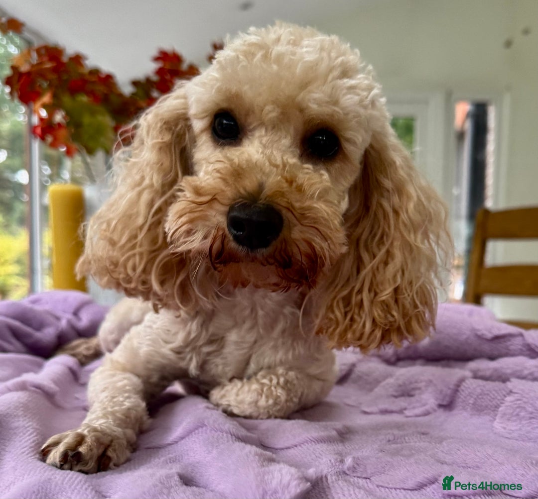 Miniature Poodle dogs for adoption: Lily – The Forgotten Angel - Image 2