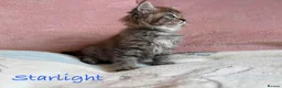 Persian cats for sale: Absolutely beautiful Persian/ragdoll Kittens - Advert 23