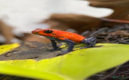Frog reptiles for sale: Poison arrow frogs - fantastic frogs uk  - Image 9