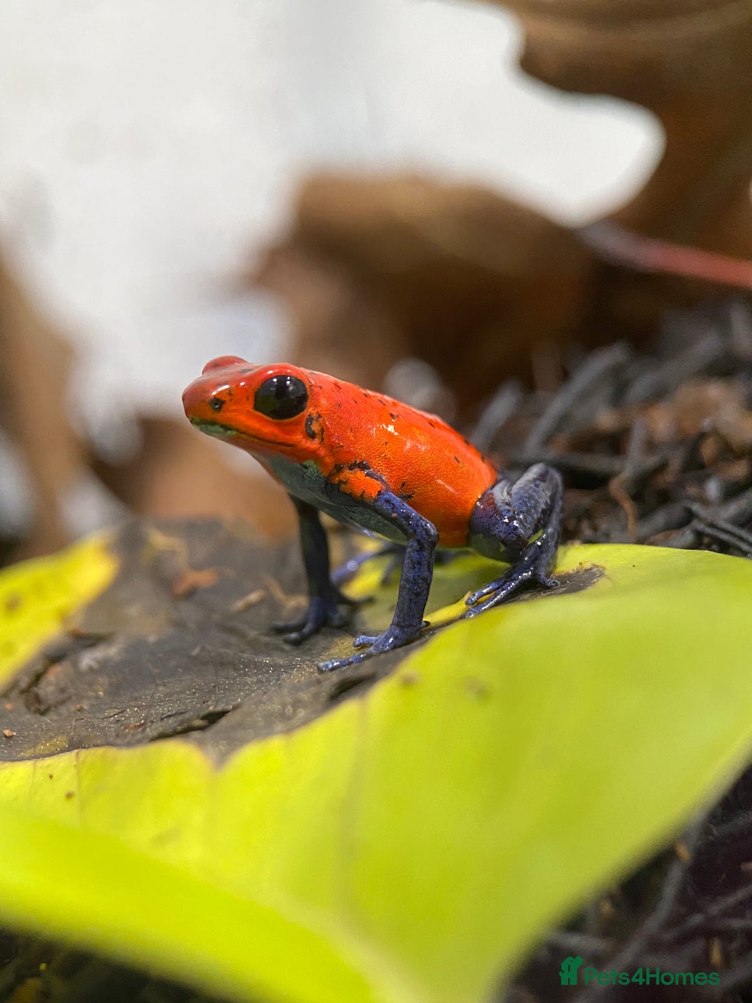Frog reptiles for sale: Poison arrow frogs - fantastic frogs uk  - Image 9