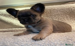 French Bulldog dogs for sale: Beautiful Fluffy Frenchie Pups - Advert 29