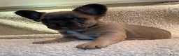 French Bulldog dogs for sale: Beautiful Fluffy Frenchie Pups - Advert 26