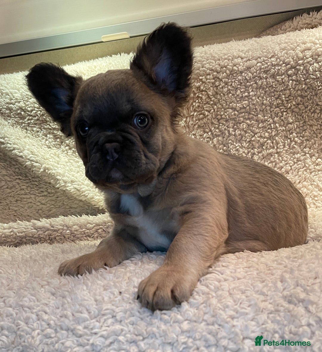 French Bulldog dogs for sale: Beautiful Fluffy Frenchie Pups - Advert 29