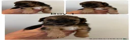 Mixed Breed dogs for sale: Terrier x poodle puppies  - Advert 6