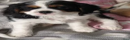 Cavalier King Charles Spaniel dogs for sale: MRI scanned pareents fully health tested  - Advert 2