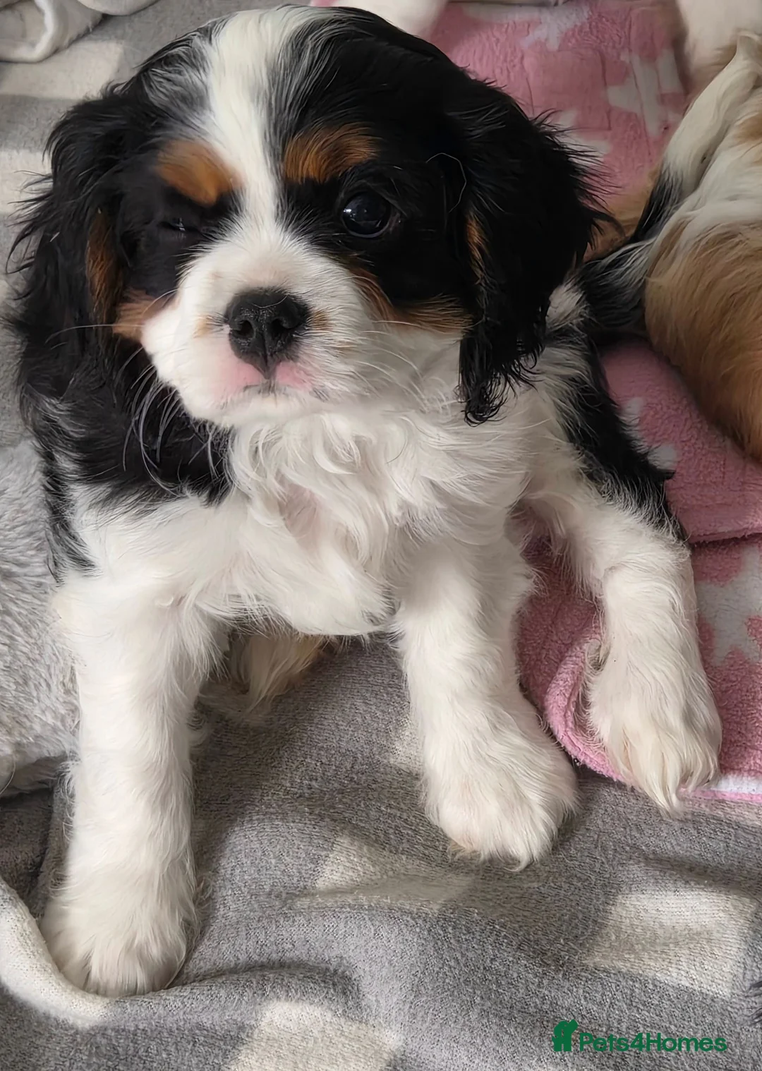 Cavalier King Charles Spaniel dogs for sale: MRI scanned pareents fully health tested  - Advert 2