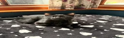 Mixed Breed cats for sale: Boy Kittens Looking for Their Forever Homes - Advert 8