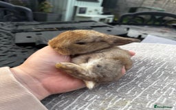 Mini Lop rabbits for sale: Mini Lop Babies ready to reserve - Image 1