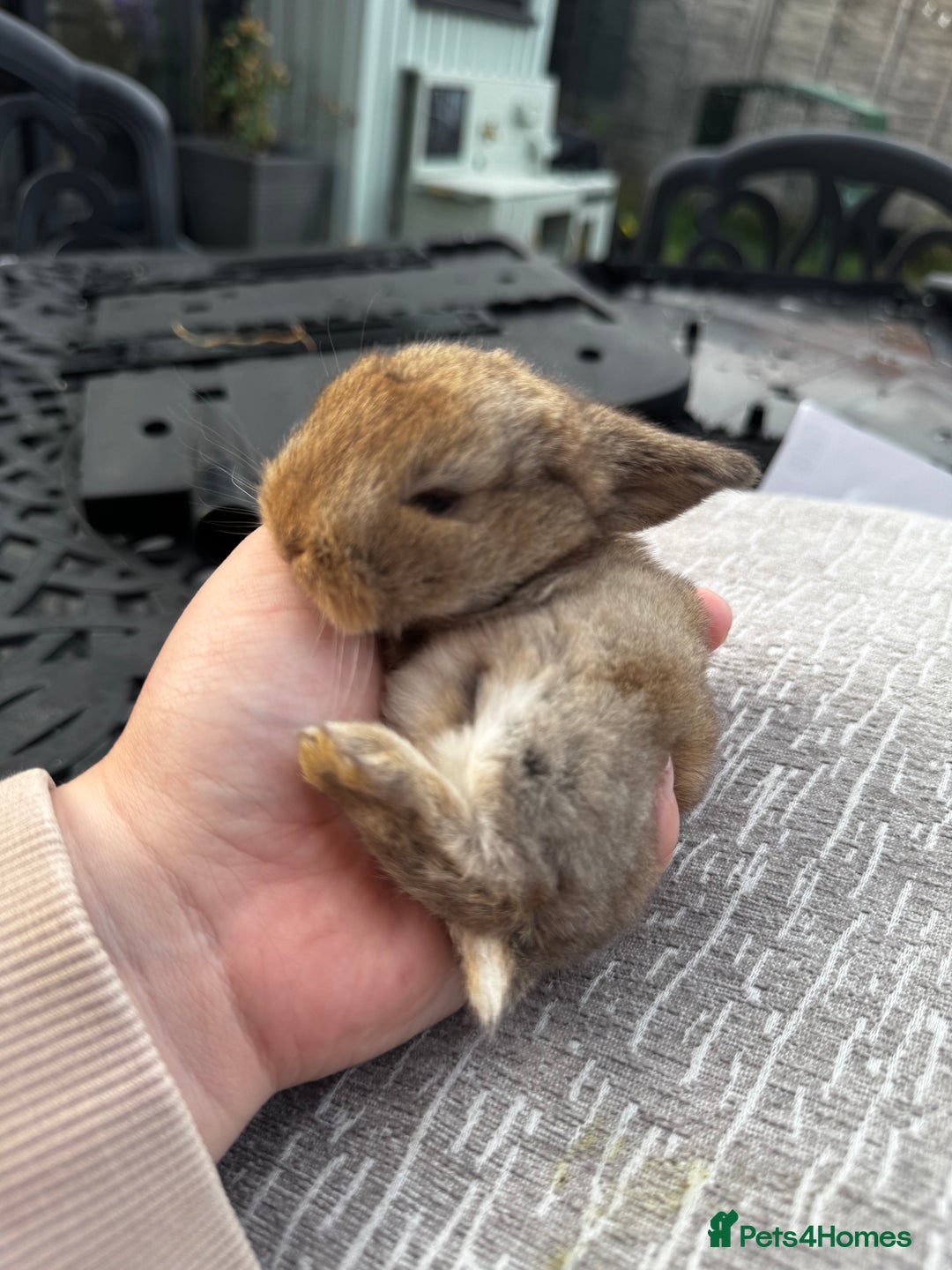 Mini Lop rabbits for sale: Mini Lop Babies ready to reserve - Image 1