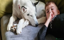 Mixed Breed dogs for sale: Dalsky looking for forever home - Image 15