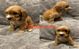 Cocker Spaniel dogs for sale: Cocker spaniel puppys READY SOON - Image 4