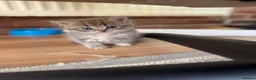 Scottish Fold cats for sale: 😊Tabby Scottish fold  - Advert 39
