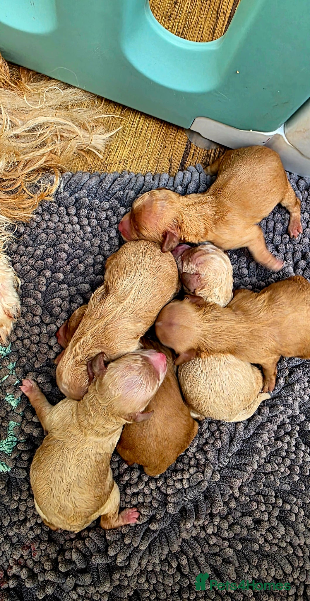 Cavapoochon dogs Exquisite Health Tested Cavapoochon Puppies  - Advert 2