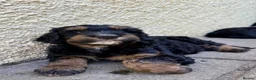 Bernedoodle dogs for sale: 2nd generation phantom female left. - Advert 8