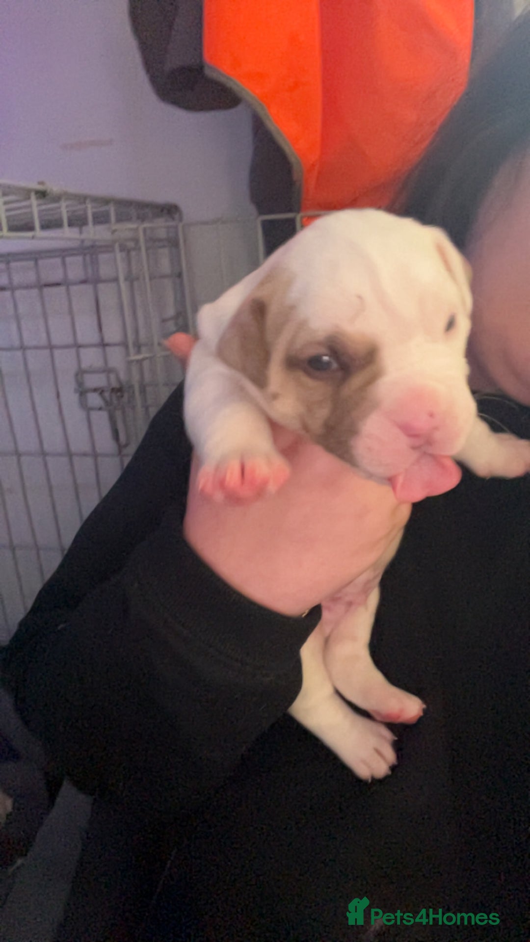 Mixed Breed dogs for sale: 4 beautiful olde English bulldog/ American bulldog - Advert 16