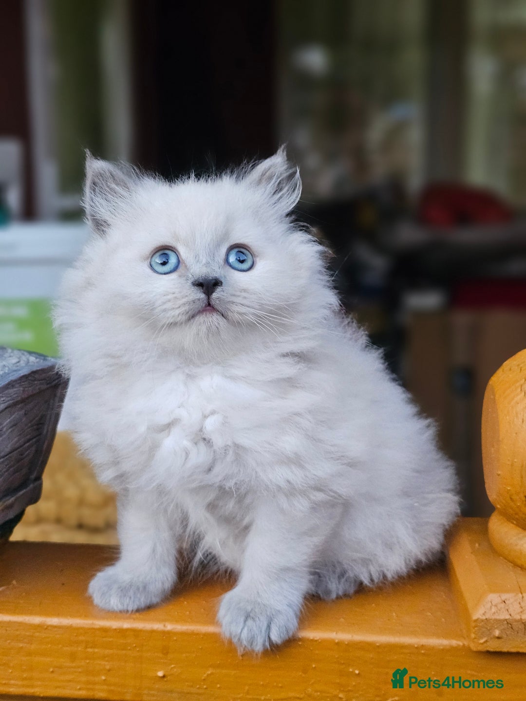 British Shorthair cats for sale: Last 4 male British Short-hair/long hair kittens  - Image 9