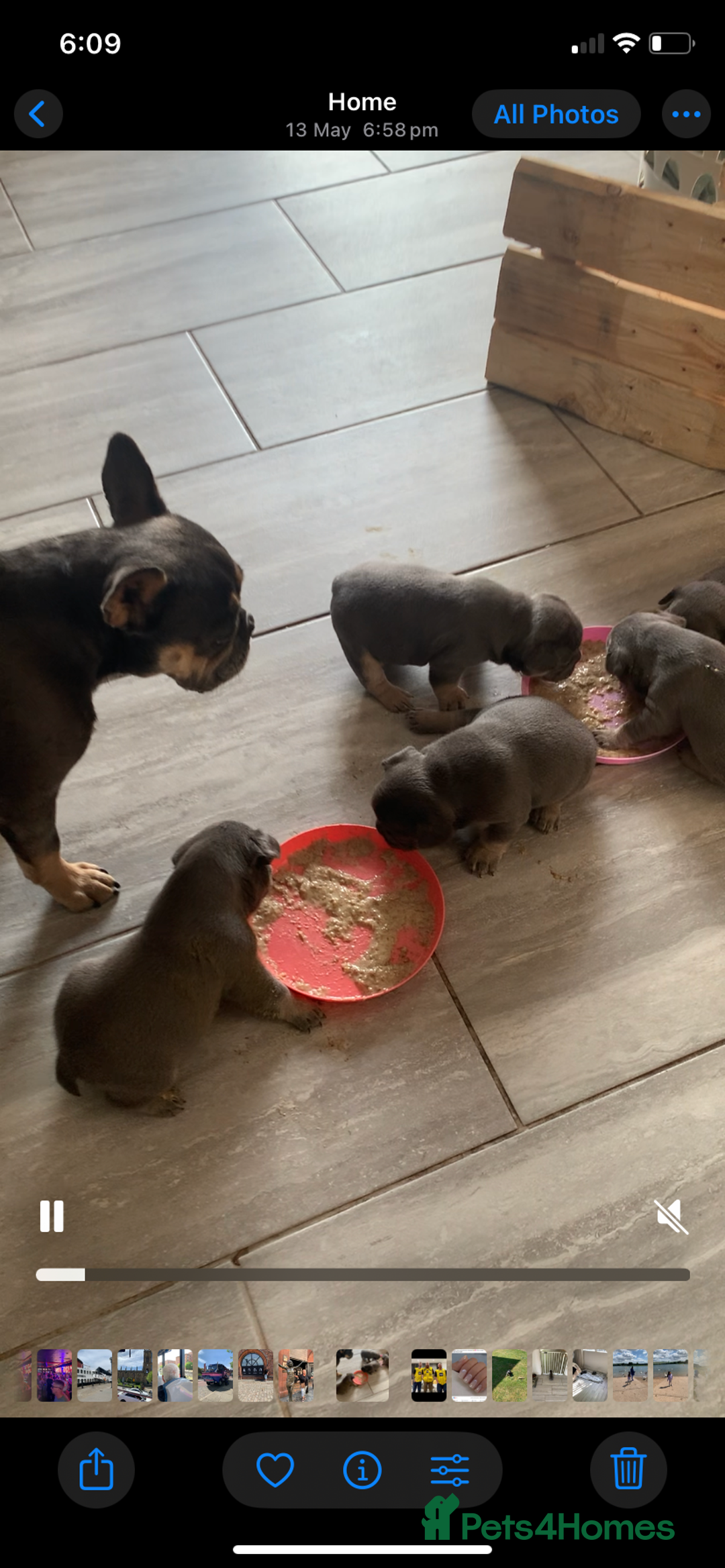 French Bulldog dogs for sale: sociable chunky pups - Image 3