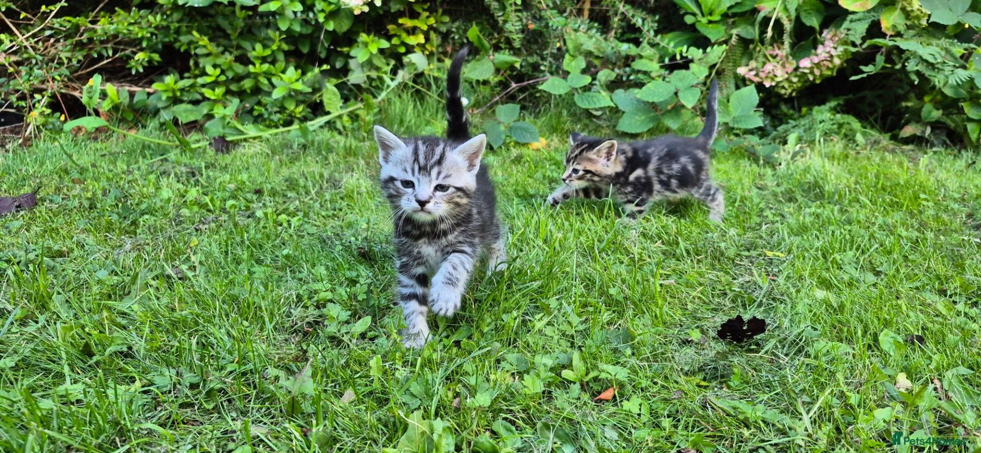Mixed Breed cats Maine Coon Cross fluffy kittens  - Advert 15