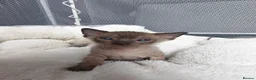 Mixed Breed cats for sale: Stunning sphynx x ragdoll kittens  - Advert 36