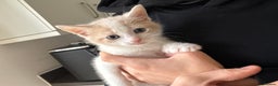 Mixed Breed cats for sale: Female white and ginger kitten  - Advert 4