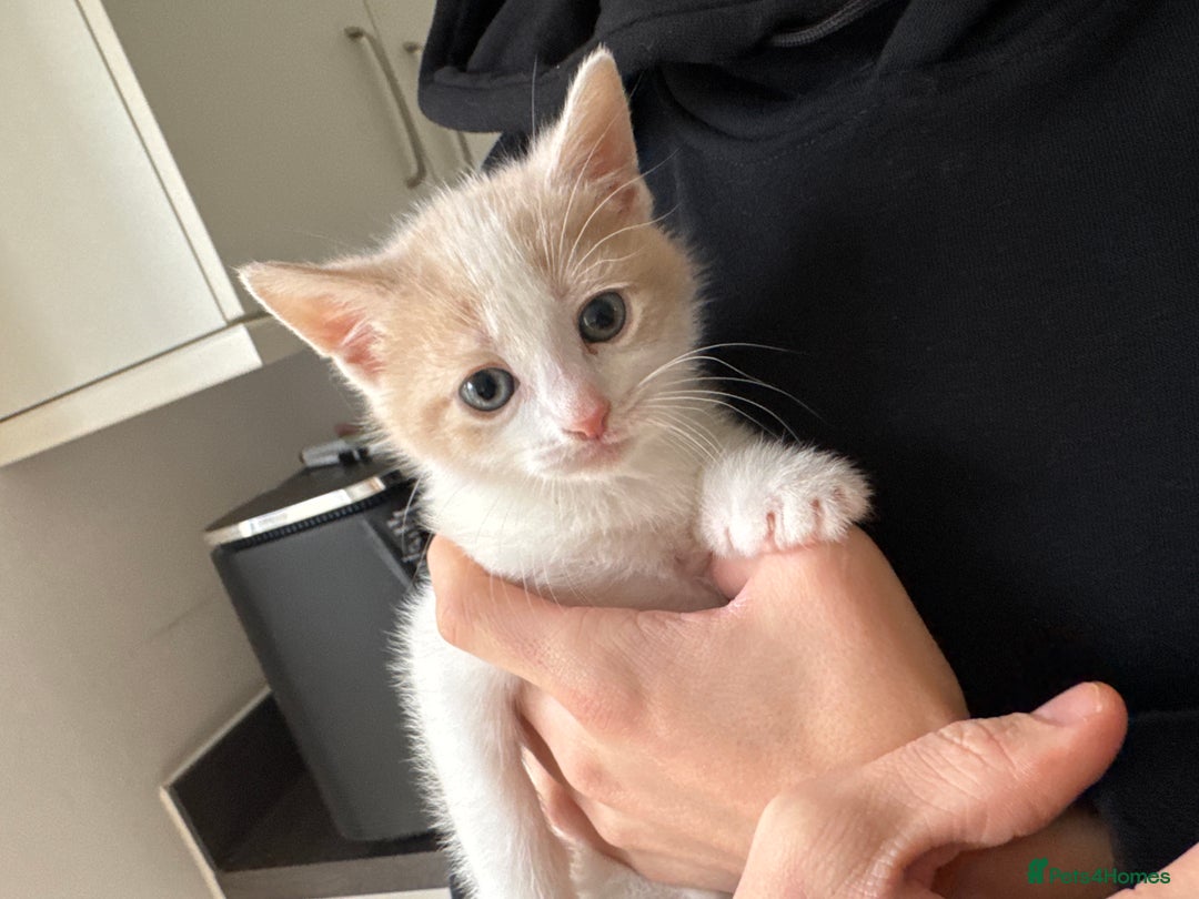 Mixed Breed cats for sale: Female white and ginger kitten  - Advert 4