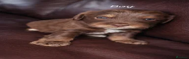 Cockapoo Puppy 2