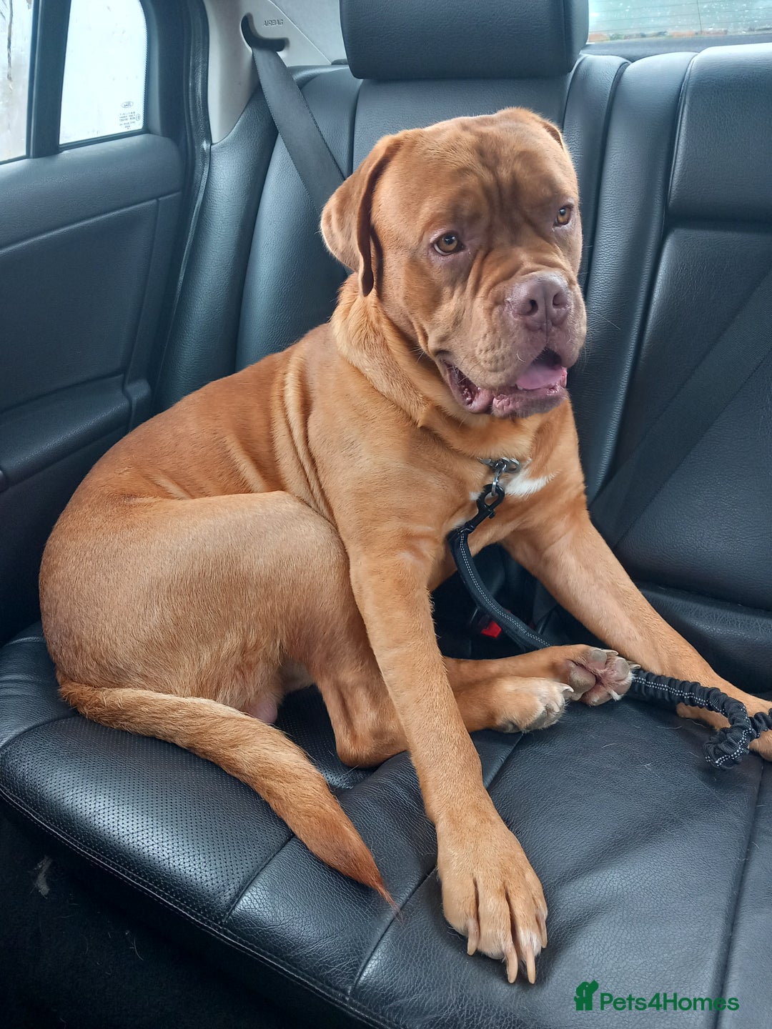 Dogue De Bordeaux dogs for sale: Snooch & River Dogue De Bordeaux 2 & 3 Years old. - Image 6