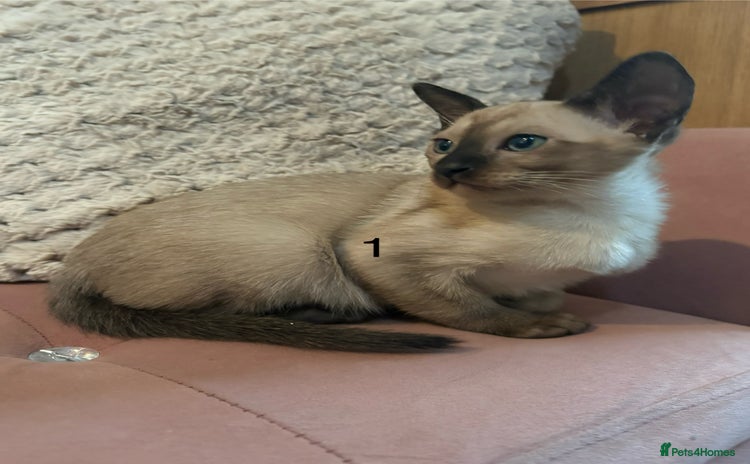 Tonkinese cats - Advert 12