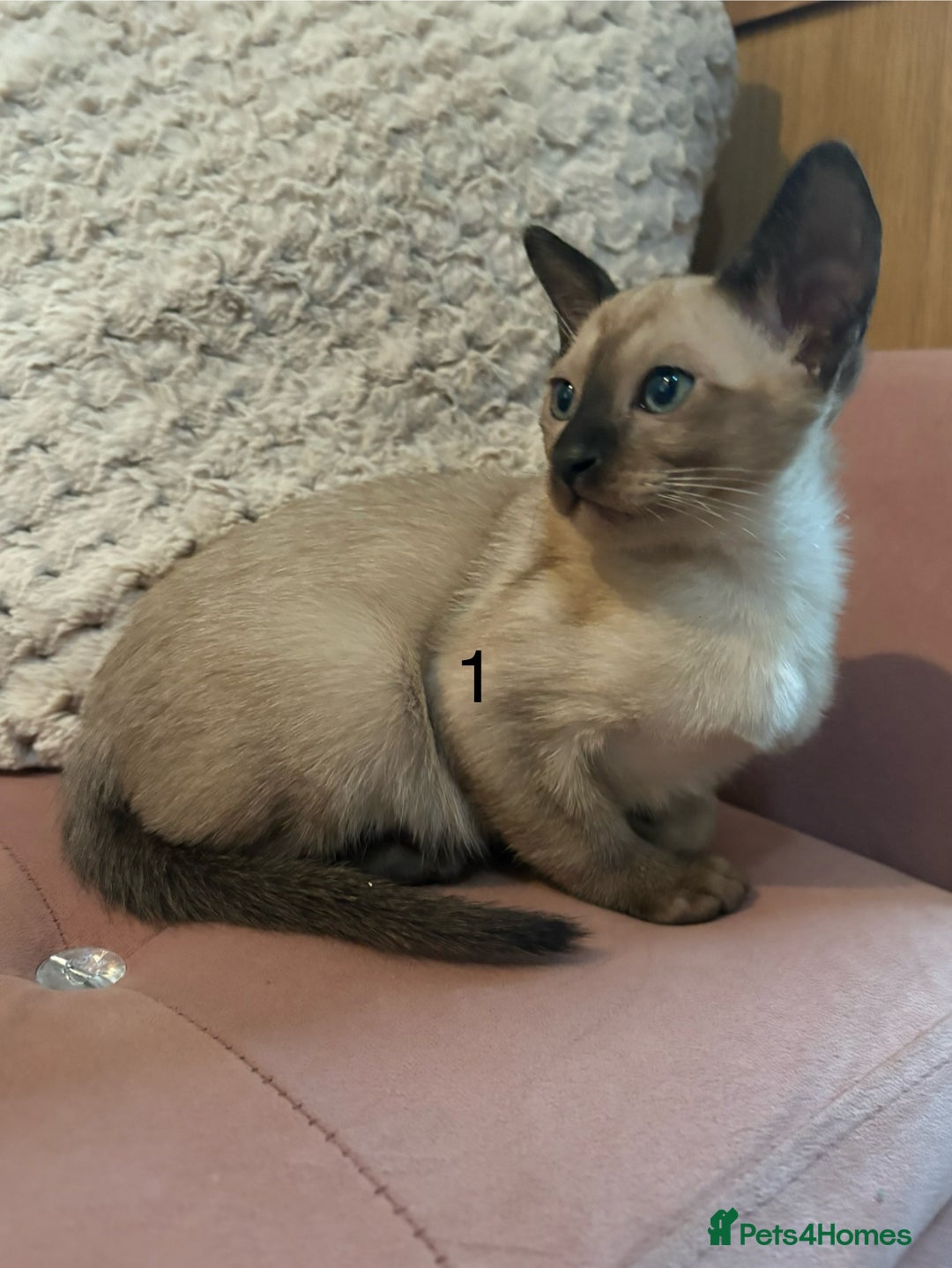 Tonkinese cats for sale: Tonkinese 1st gen Kittens  - Image 1