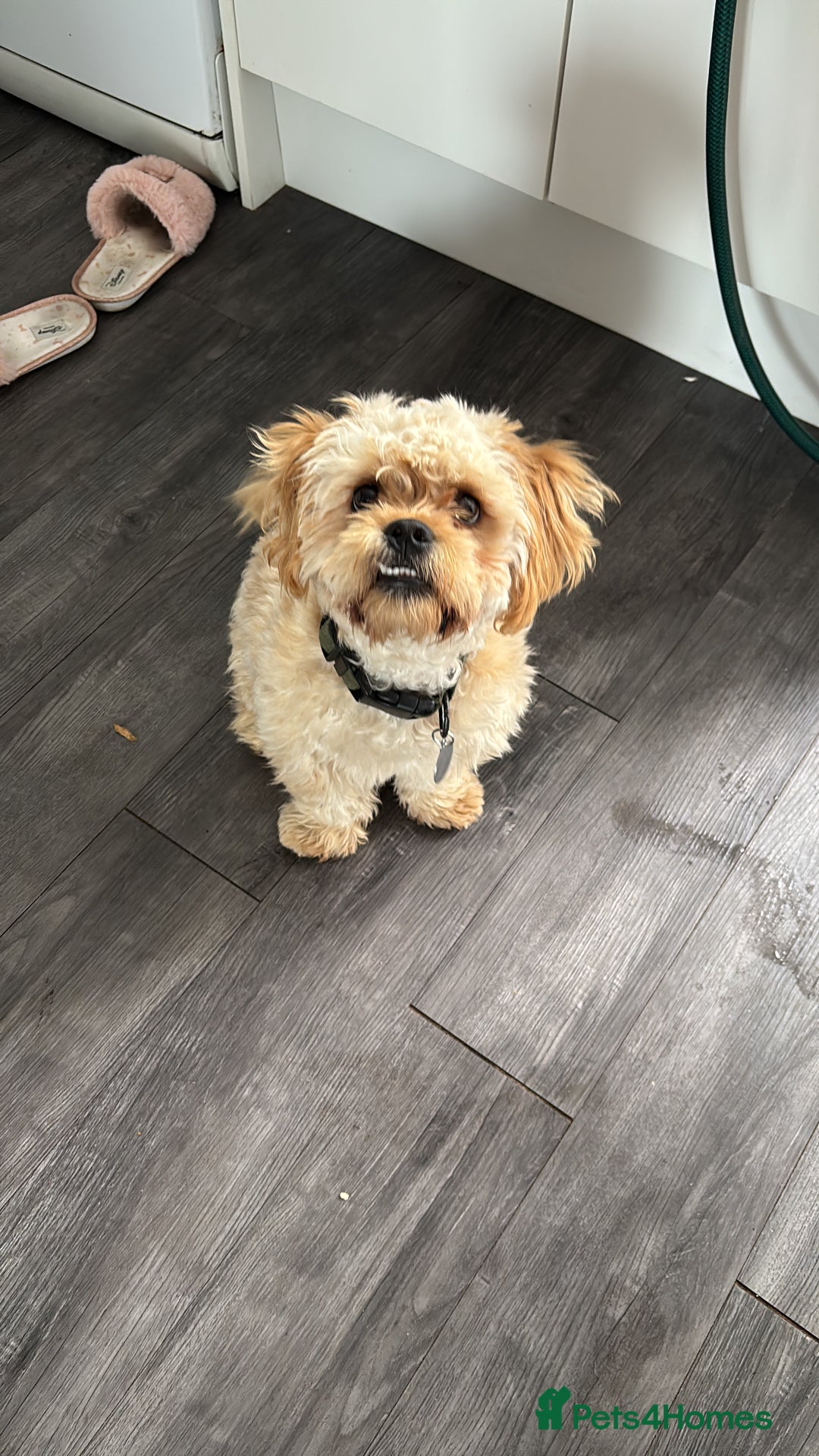 Mixed Breed dogs for sale: Pulled cross poodle dog - Image 2