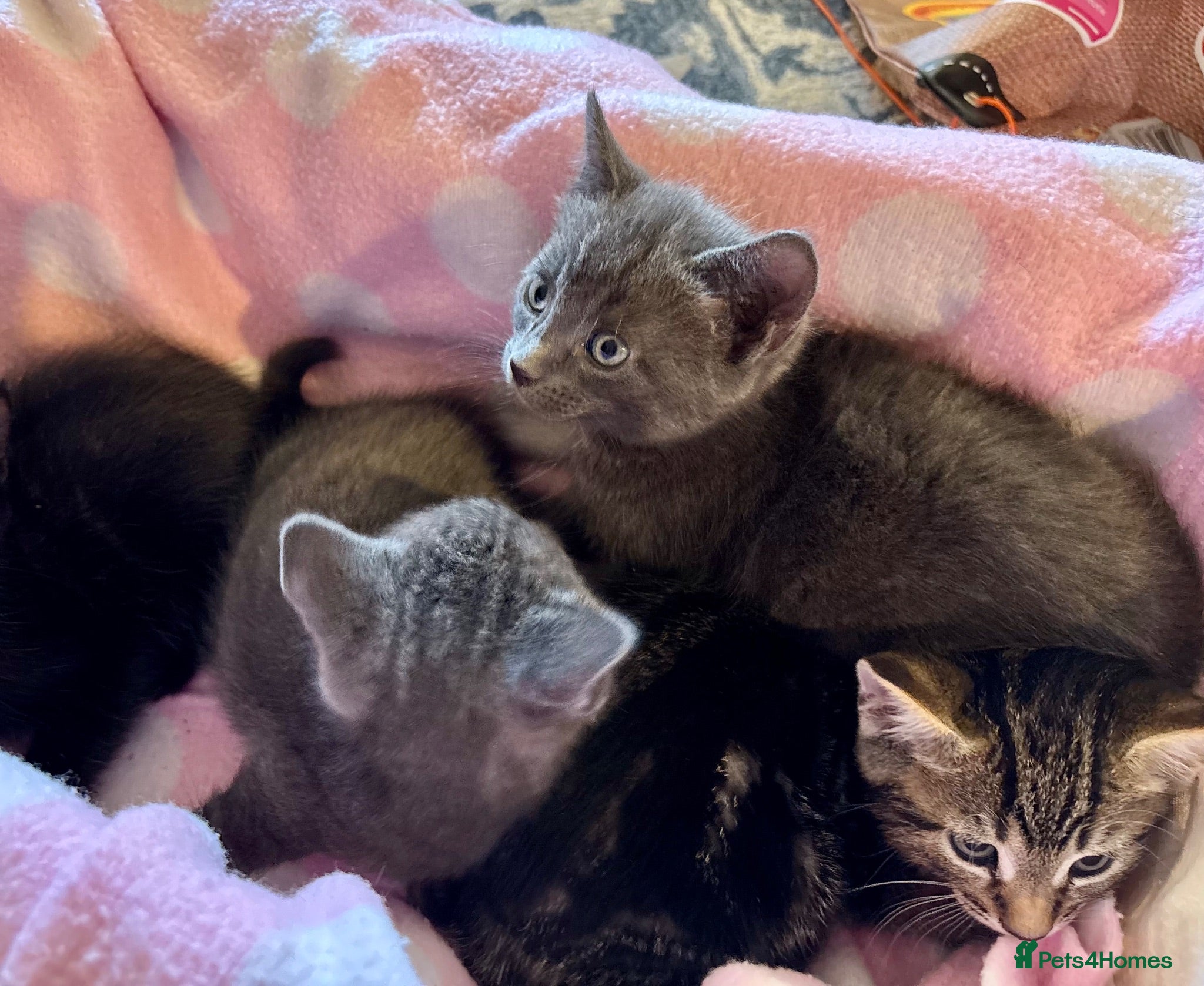 Domestic Shorthair cats Beautiful Grey, Tabby & Black kittens for sale - Advert 1