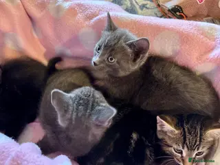 Domestic Shorthair cats Beautiful Grey, Tabby & Black kittens for sale - Advert 1