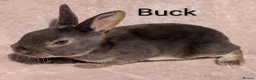 Mixed Breed rabbits for sale: Different Breeds Available - Advert 17