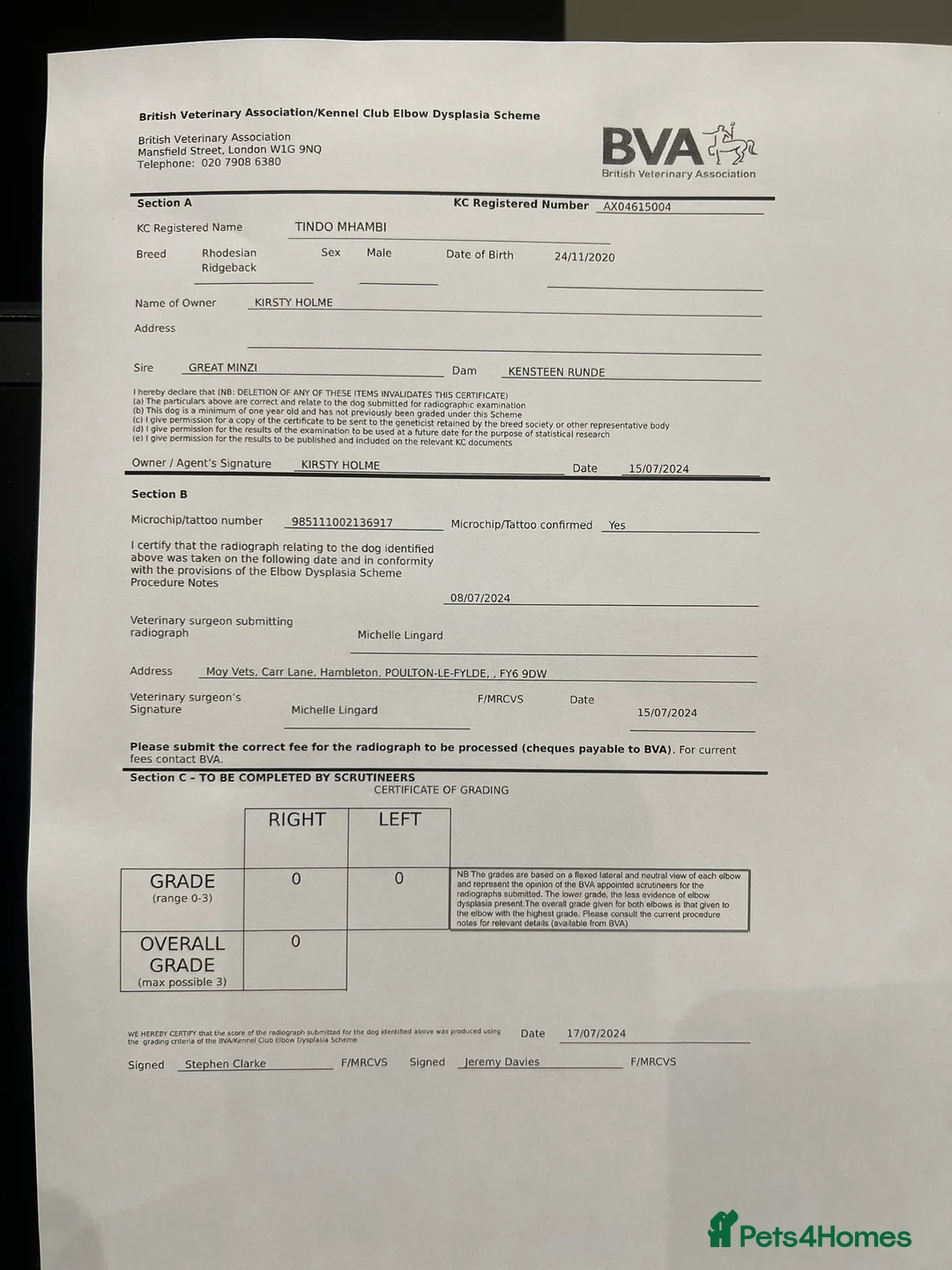 Rhodesian Ridgeback dogs for stud: Proven KC Reg Fully Health Tested RR for Stud in Bolton - Advert 31