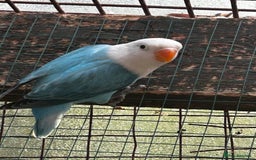 Lovebirds birds for sale: Mutations oplines Fishers lovebirds in Birmingham - Image 5